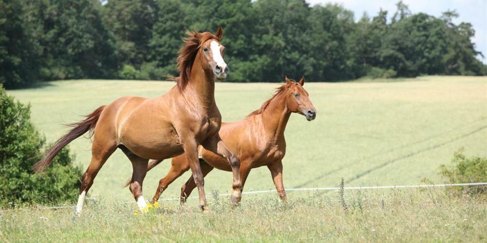 Logis De La Helberdiere Cossé-en-Champagne Zewnętrze zdjęcie